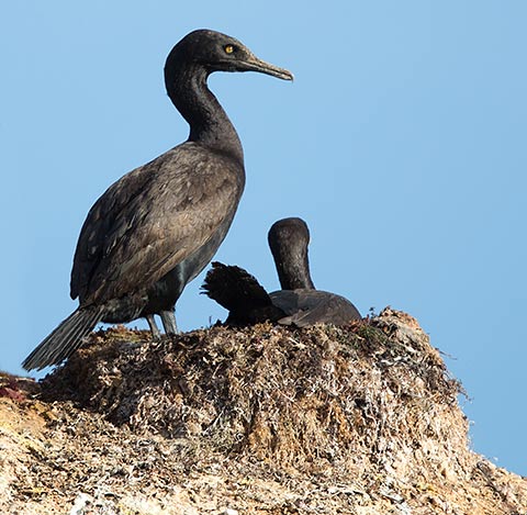 Bank Cormorant on nest